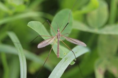 <i>Tipula paludosa</i>