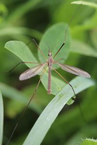 <i>Tipula paludosa</i>