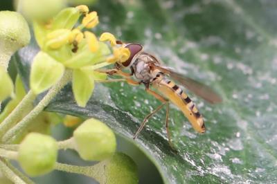 <i>Episyrphus balteatus</i>