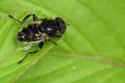 <i>Eristalinus sepulchralis</i>
