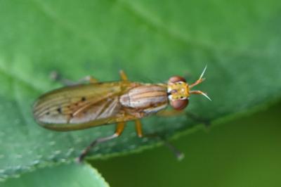 <i>Ilione albiseta</i>