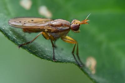<i>Ilione albiseta</i>