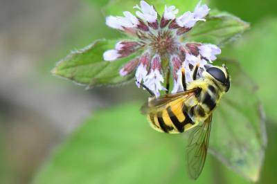 <i>Myathropa florea</i>