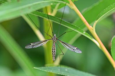 <i>Tipula lateralis</i>