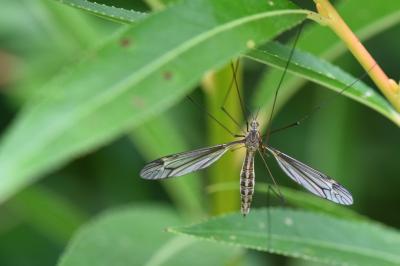 <i>Tipula lateralis</i>