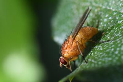 <i>Phaonia pallida</i>