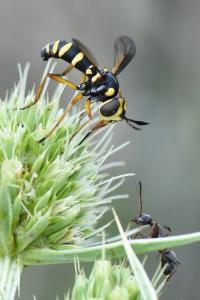 <i>Conops scutellatus</i>