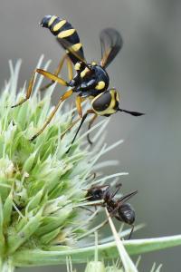<i>Conops scutellatus</i>