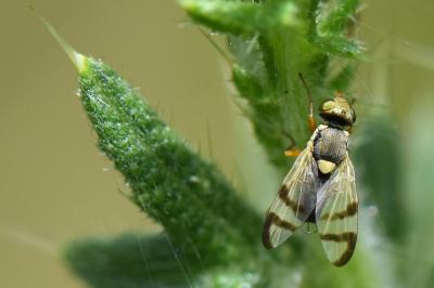 <i>Urophora stylata</i>