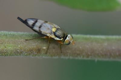 <i>Urophora stylata</i>