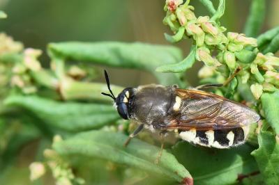 <i>Stratiomys singularior</i>