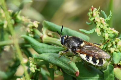 <i>Stratiomys singularior</i>