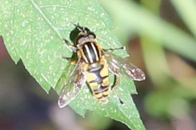 <i>Helophilus pendulus</i>