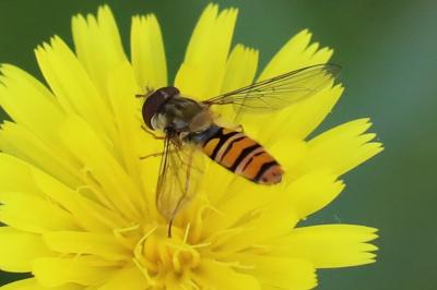 <i>Episyrphus balteatus</i>