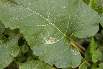<i>Phytomyza lappae</i>
