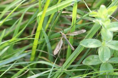 <i>Tipula paludosa</i>