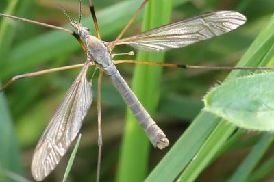 <i>Tipula paludosa</i>