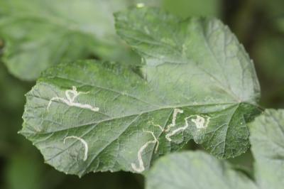 <i>Phytomyza spondylii</i>