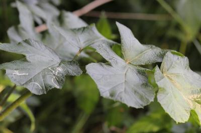 <i>Phytomyza spondylii</i>