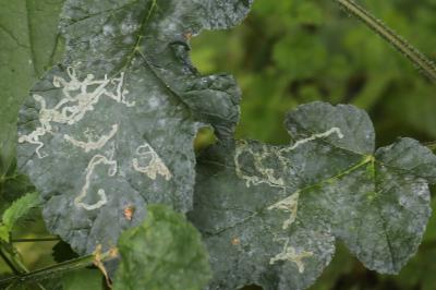 <i>Phytomyza spondylii</i>