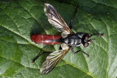 <i>Cylindromyia bicolor</i>