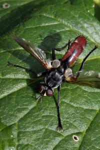 <i>Cylindromyia bicolor</i>