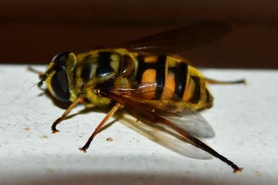 <i>Myathropa florea</i>
