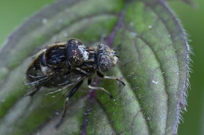 <i>Eristalinus sepulchralis</i>