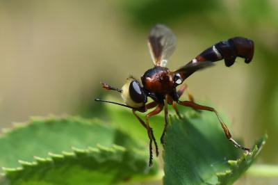 <i>Physocephala vittata</i>