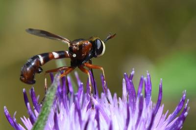 Physocephala vittata