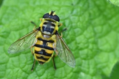 <i>Myathropa florea</i>
