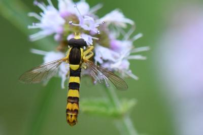 <i>Sphaerophoria scripta</i>