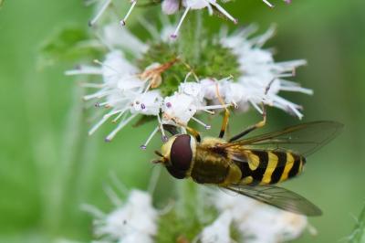 <i>Syrphus vitripennis</i>