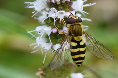 <i>Syrphus vitripennis</i>