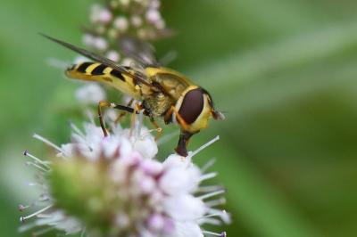 Syrphus vitripennis