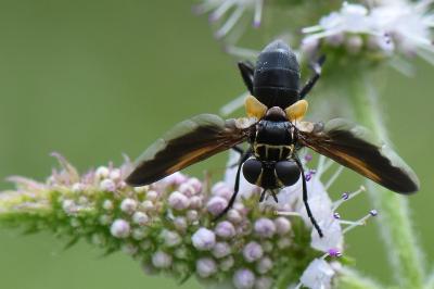 <i>Trichopoda pictipennis</i>