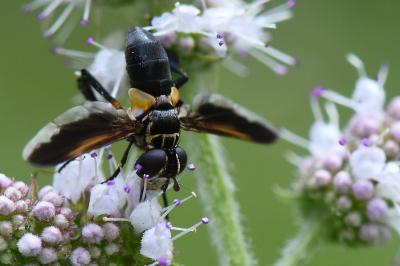 <i>Trichopoda pictipennis</i>