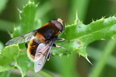 <i>Eristalis intricaria</i>