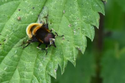 <i>Eristalis intricaria</i>