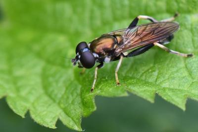<i>Xylota segnis</i>