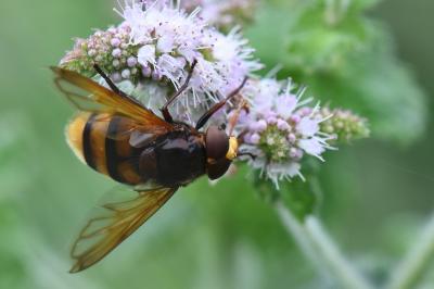 <i>Volucella zonaria</i>