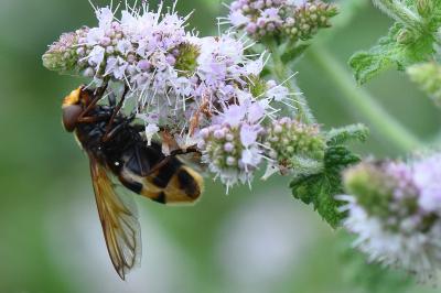 <i>Volucella zonaria</i>