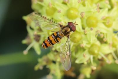 <i>Episyrphus balteatus</i>