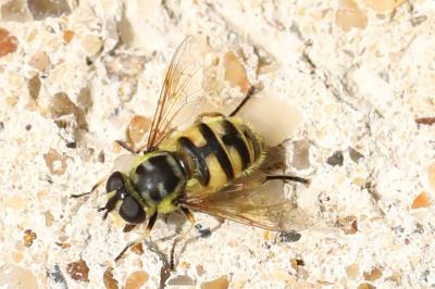 Myathropa florea