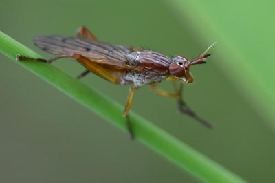 <i>Sepedon spinipes</i>