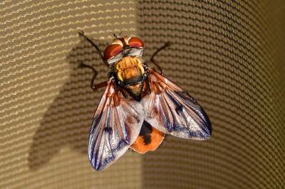 <i>Ectophasia crassipennis</i>