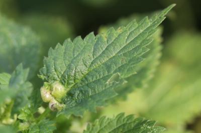 <i>Dasineura urticae</i>