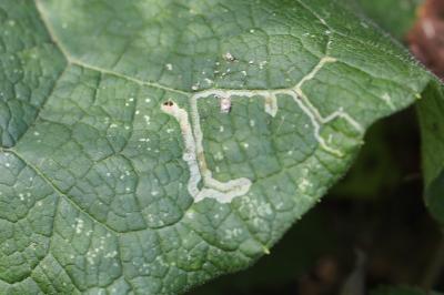 <i>Phytomyza lappae</i>