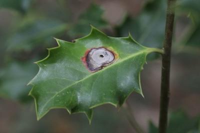<i>Phytomyza ilicis</i>