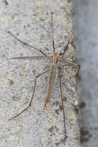 <i>Tipula paludosa</i>